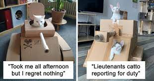 4.245 out of 5 from 230 votes. Super Cute Cardboard Cat Tanks Are A Thing Apparently A Quarantine Thing That Is 29 Best Pics Art Sheep