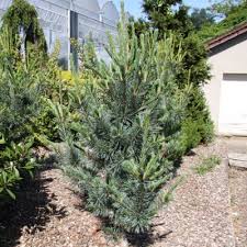 It has a low canopy with a typical clearance of 5 feet from the ground, and should not be planted underneath power lines. Kalifornische Kiefer Pinus Flexilis Vanderwolf S Pyramid Nadelgeholze Meylan Baumschulen Shop