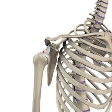 Treatment means striking a balance between soft tissue tension and stability for optimal range of motion and functionality. Shoulder Dislocation Milwaukee Shoulder Joint Instability Waukesha