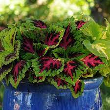 When planting, we recommend using a lightweight filler to decrease the overall weight of the planter. Top Filler Plants Hgtv