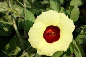 Image result for Hibiscus surattensis