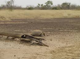 Maybe you would like to learn more about one of these? How To Care For Your Sulcata Tortoise Pethelpful