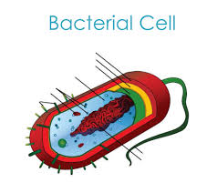 Science Ls Chapter 4 Prokaryotes Diagram Quizlet