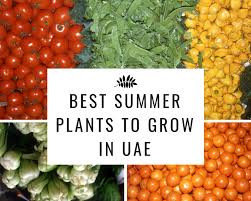 As the corn stalks grow, beans naturally find support by climbing up the stalk. List Of Plants You Can Grow In Uae Summer Hydroponics Systems For Home School Office Restaurants Greenoponics
