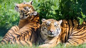 Our cats had an amazing time with their. Big Cat Sanctuary Offers New Life To Tigers In Germany News Dw 05 08 2015