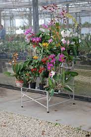 Where to put a growing orchid population? Plant Stand Factory