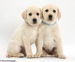 Dog gear for everyday use, for training dogs, for working dogs, and for competitive canine events. Dogs Yellow Labrador Retriever Puppies 8 Weeks Old Photo Lab Puppies Labrador Retriever Yellow Labrador Retriever