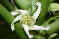 Image result for Tetracera boiviniana