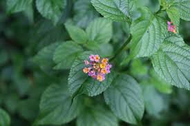 Image result for Lantana ukambensis