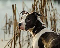 Welcome to our web store! Veterinary Laboratory In Oakland Veterinary Diagnostic Lab