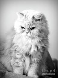 Black And White Persian Cat Persian Cat Photograph Fluffy Persian Cat By Elisabeth Lucas Persian Cat Cat With Blue Eyes Cats And Kittens