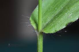 Image result for Dichapetalum deflexum