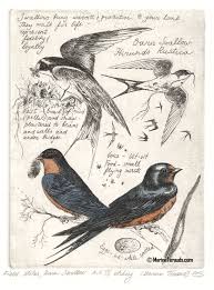 Birds That Make Mud Nests Under Bridges Pin By Jade Emsley On Art Art Sketchbook Drawings Bird Drawings