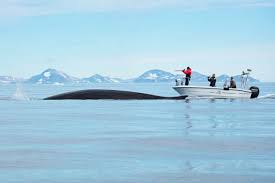 How Climate Change Is Creating Massive Whale "Feeding Frenzies" in the Arctic