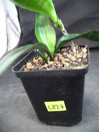 Image result for Sansevieria dooneri