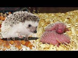 Amazing Hedgehog Giving Birth Newborn Hedgehog Has A Lot Of Spines Youtube Wild Animals Videos Hedgehog Animals Wild