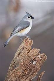 Birds With Tufted Heads Tufted Titmouse One Of My Favorite Birds Just So Bossy Backyard Birds Titmouse Pet Birds