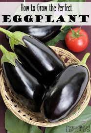 Everything Plants And Flowers How To Grow Eggplant Eggplant Seeds Planting Vegetables Growing Vegetables