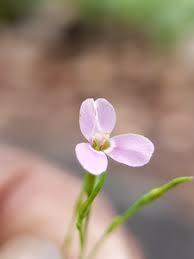 Image result for Canscora kirkii