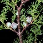 Image result for Cupressus lusitanica
