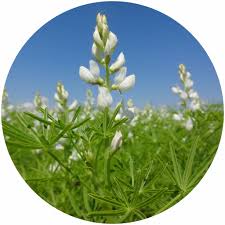Start gartenpflanzen zwiebelblumen wann blühen lilien? Susslupinen Biolandhof Kelly