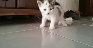3 Aylik Kucuk Yavru Minnoslari Gormek Icin Http Bit Ly 1liyexu