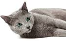 Russian Blue Cat — Full Profile, History, and Care