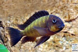 Wc Tropheus Pictures From Pisces Farm Trophs Com Aquarienfische Aquarium Fische Buntbarsche