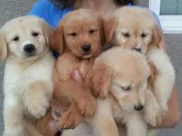 Pictures of ur puppers at 7 or 8 weeks would be great alsoo. Beautiful Akc Golden Retriever Puppies For Sale In Lake Elsinore California Classified Americanlisted Com