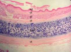 Maybe you would like to learn more about one of these? Latrach Family Name