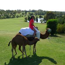 Getting up close and personal with a camel. Have Sand Got Camel Two Good Rounds