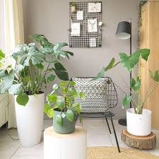 monstera alocasia zebrina plant pilea pannenkoekplant elho planten plantenpotten interieur woonkamer