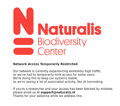 Image result for Buchnera leptostachya