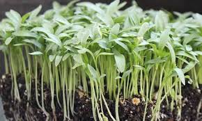 Check spelling or type a new query. How To Grow Cilantro Microgreens Fast And Easy Epic Gardening