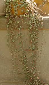 Image result for Ceropegia achtenii