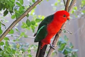 Kisah Menarik tentang Burung Beo: Cerita dari Kicauan Pintar hingga  Keahlian Menirukan Suara - Jurnal Flores