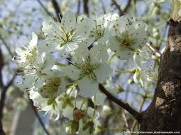 Tall upright stems, with a plum. Great White Flowering Cherry Trees For Sale Online View Now