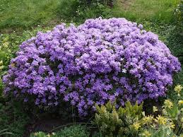 Pin Op De Tuin