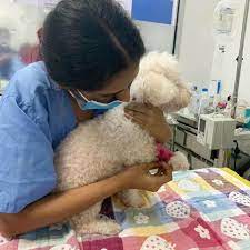 The 5 Best Vet Clinics In Singapore 2021 Editor Review