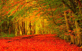 Best 63 Autumn Wallpaper On Hipwallpaper Autumn Wallpaper Best Autumn Wallpapers And Lonely Autumn Hd Wallpaper We've gathered more than 5 million images uploaded by our users and sorted them by the most popular ones. best 63 autumn wallpaper on