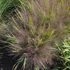 Image result for Eragrostis paradoxa