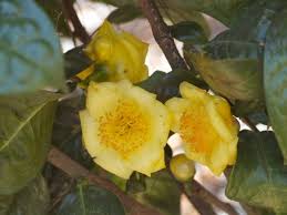 Maybe you would like to learn more about one of these? Yellow Camellias American Camellia Society