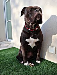 Em keramik halsband armbänder knüpfen diy paracord hundehalsband selber machen schlüsselanhänger filz paracord halsband selber machen paracord armband anleitung paracord flechten paracord hundeleine paracord knoten. Hilfe Bei Zecken Em Keramik Halsband Fur Hunde View Of My Life