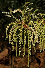 Image result for Burkea africana