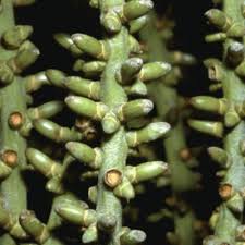 Image result for Caryota urens