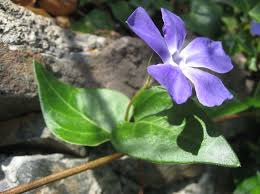 Image result for Vinca major