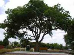 2 tree services near georgetown, tx. Tree Service Arborist Georgetown Tx Trimming Removal