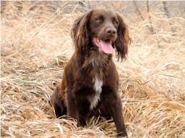 The Absolute English Springer Spaniel And English Cocker Spaniel English Cocker Spaniel Cocker Spaniel English Cocker