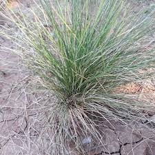 Image result for Eragrostis plana