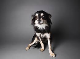 Mix shapis puro sentimiento 2019 casa real santa clara. Portrait Of A Chihuahua Papillon Mix By Amandafoundation Org